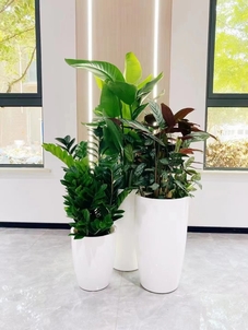 宁波慈溪花卉租摆价格