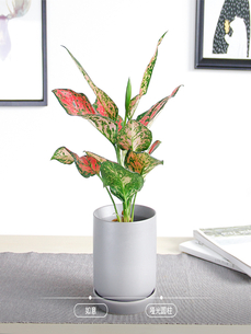 宁波江北植物租摆,为您打造独特绿色空间><div class=